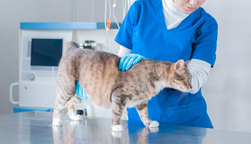 What's new in cat research?