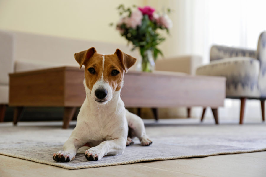 Tips to keep pets safe at home