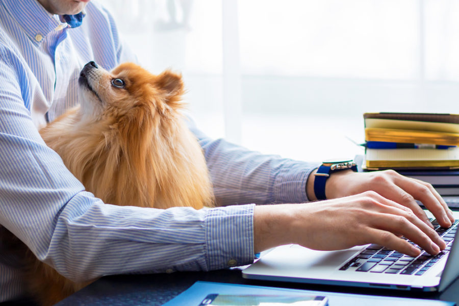 Working from home with pets