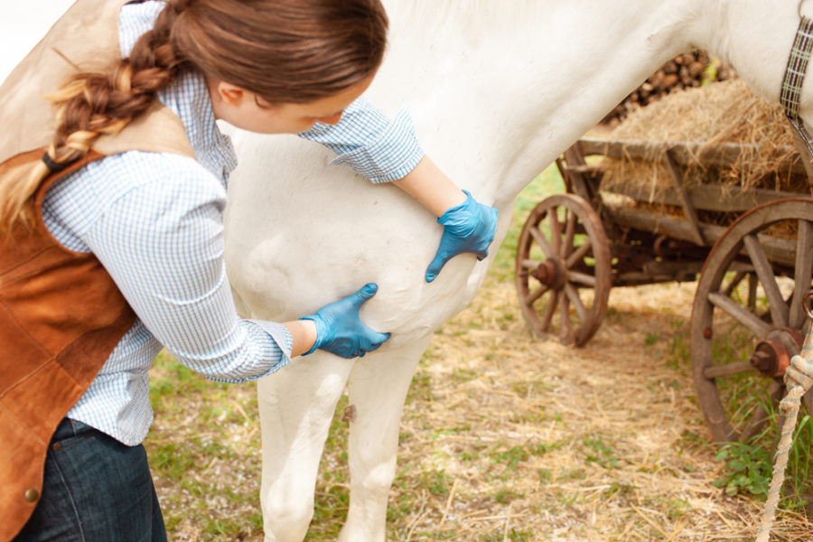 How to build up your horse’s weak muscle zones