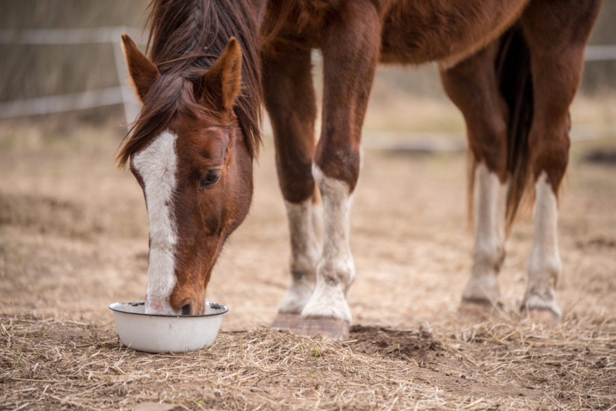 GMO versus non-GMO horse feed: an important difference or a fad?