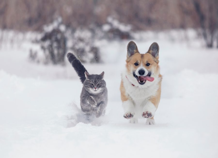 7 tips to keep your animals safe in cold weather