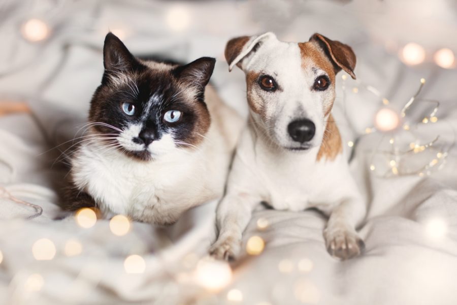 New Year's resolutions for dogs and cats