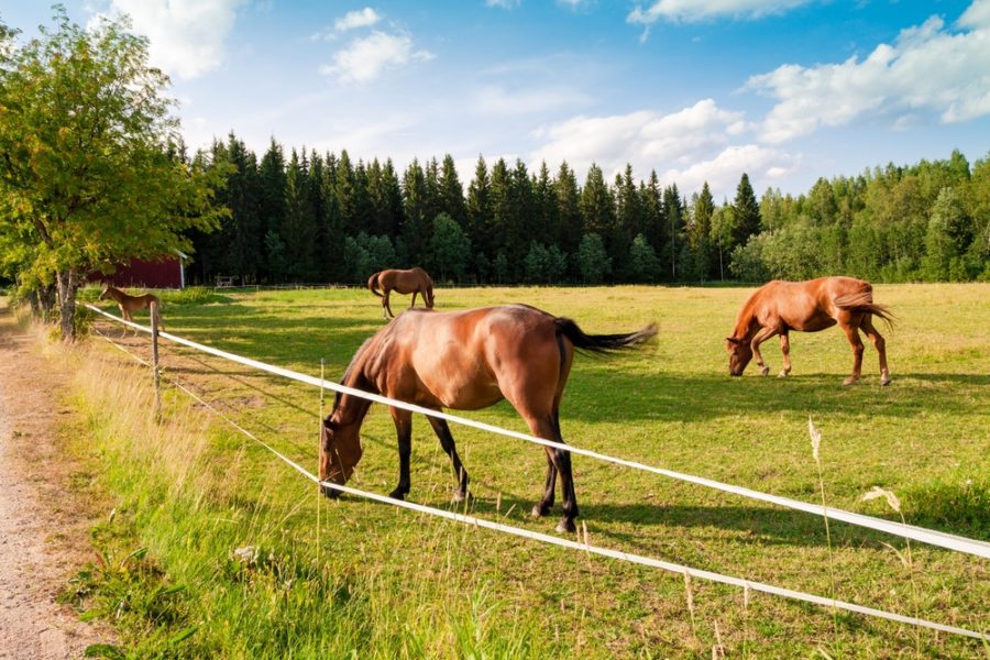Reassessing your barn and paddock for equine Horse Health