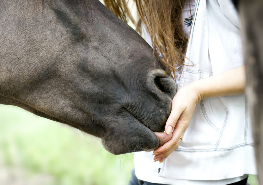 Q&A: Caring for the emotional needs of a healing horse