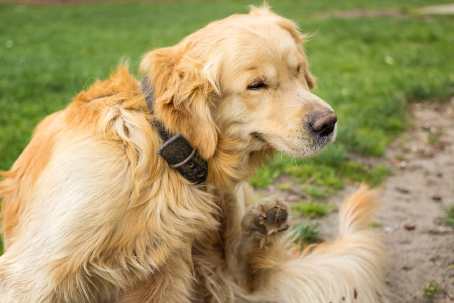 Understanding allergic dermatitis in dogs