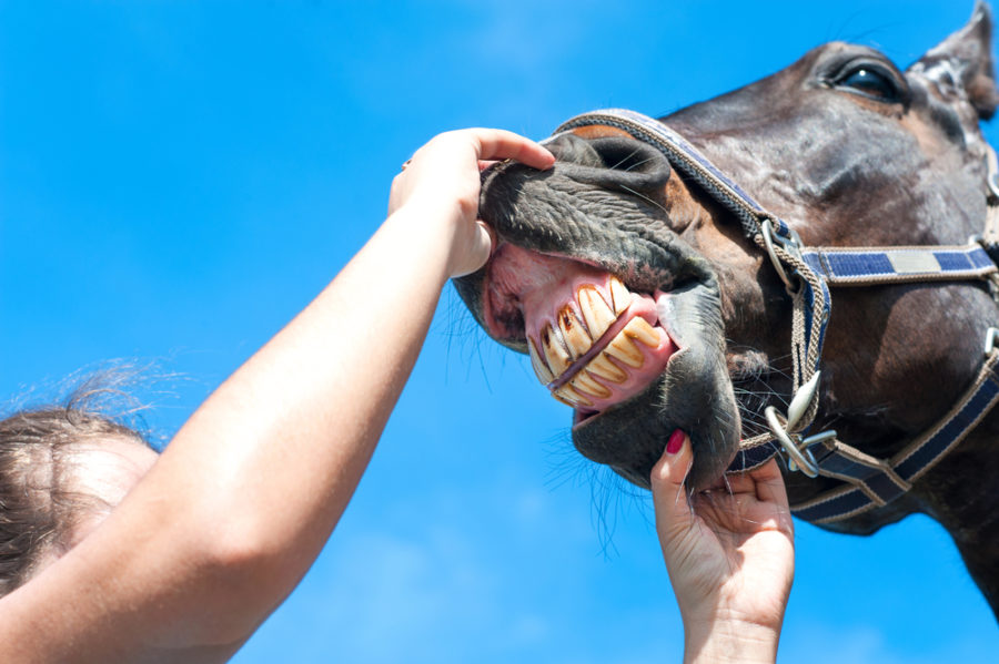 EOTRH: the equine dental syndrome you’ve probably never heard of  