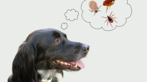 5 ingredients in your kitchen that repel fleas and ticks