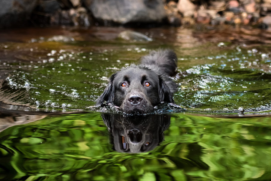 Does your dog love the water?