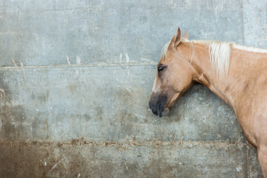 Cushing’s – the subtle signs your horse is trying to show you