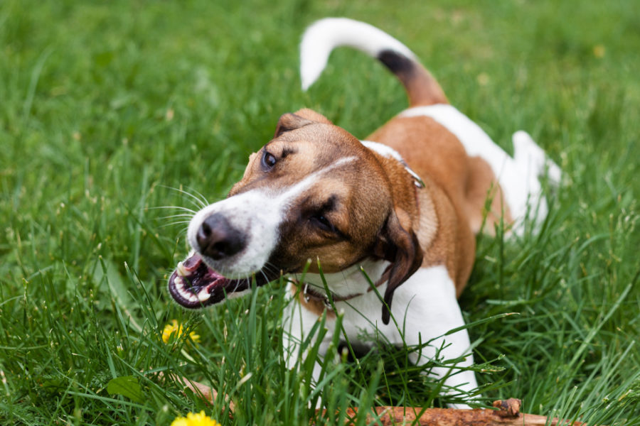 Why do dogs eat grass?