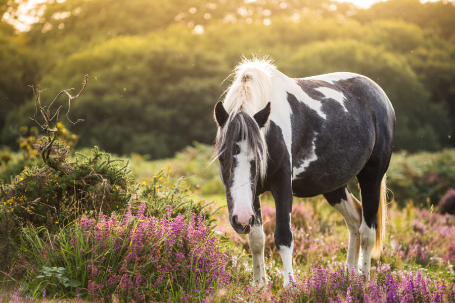 Herbal products to keep your horse in peak Horse Health