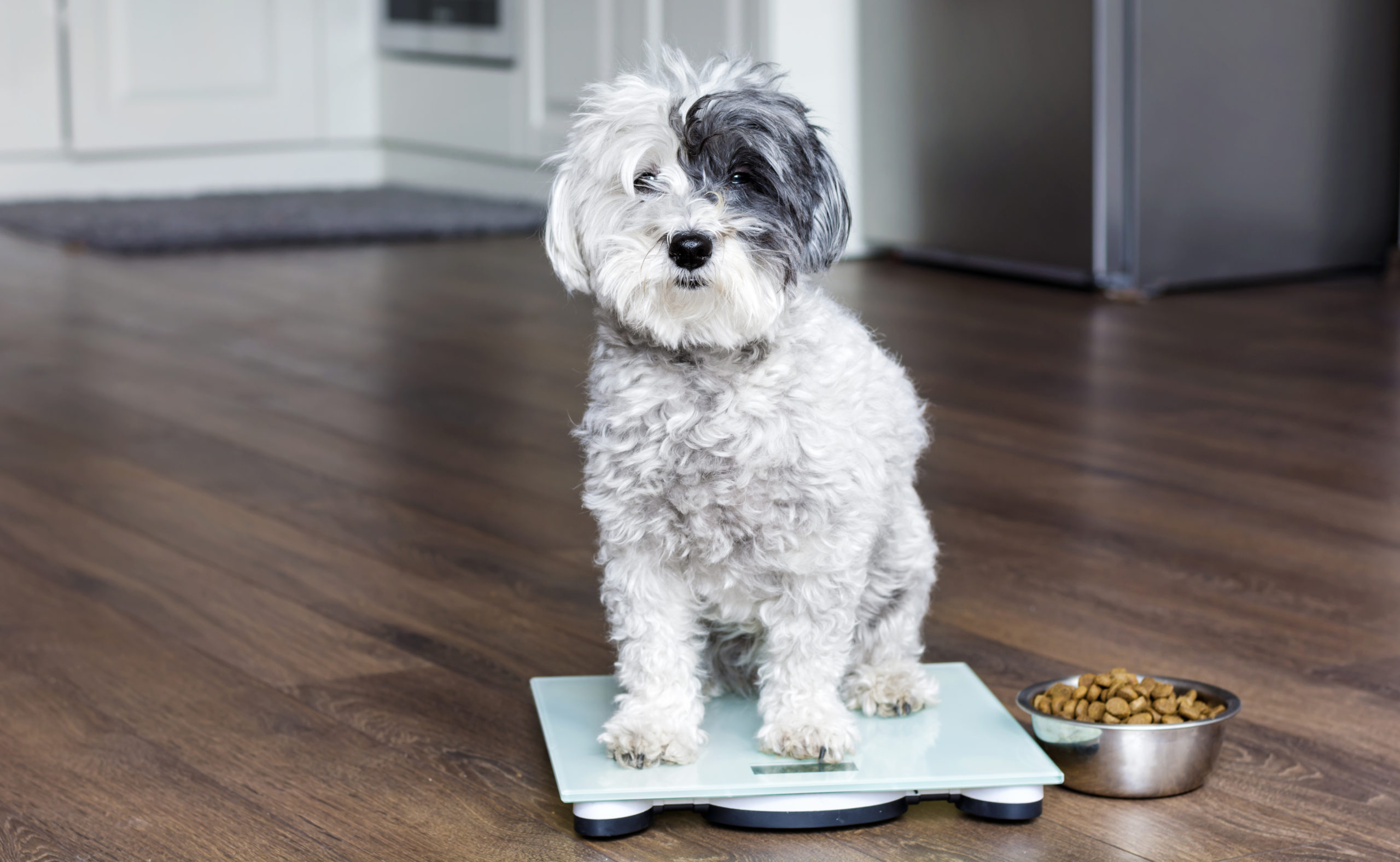 Nutritional support helps canine patients maintain healthy weight