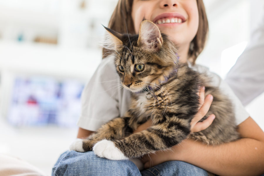 Social enrichment ideas for cats