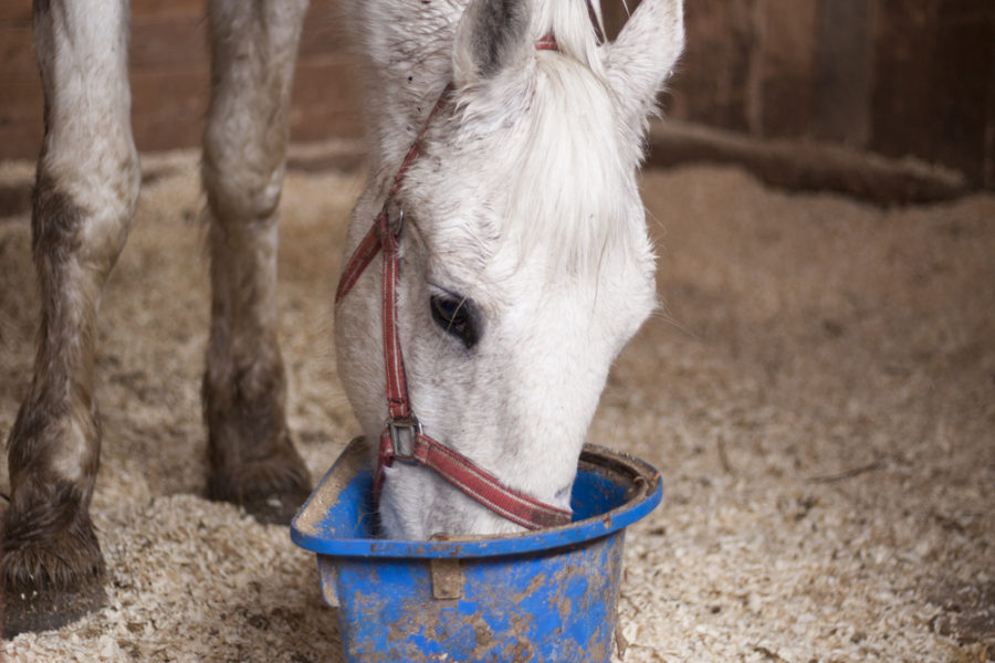 Bran mashes for horses – ye or “neigh”?