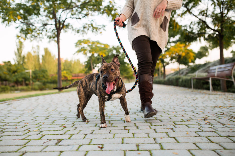 The art of dog walking