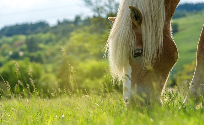 A holistic approach to equine Horse Nutrition