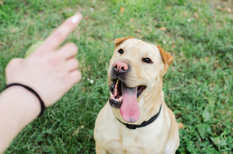 10 ways to make your dog a better student!