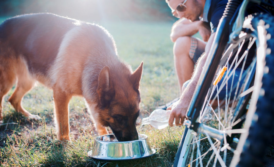 Adequate water intake is essential to good health, particularly during the hot summer months. Here’s why, along with tips on keeping your dog or cat hydrated.