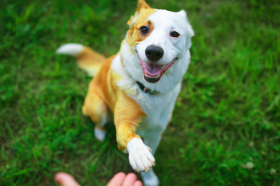 “Genius dogs” learn a new word every day