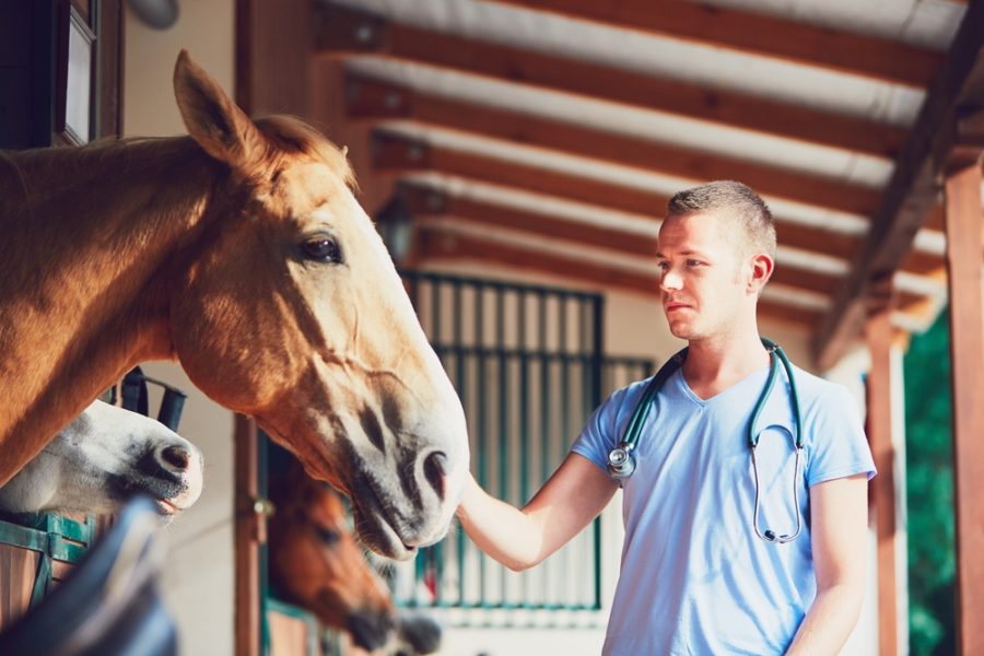 PEMF therapy for horses