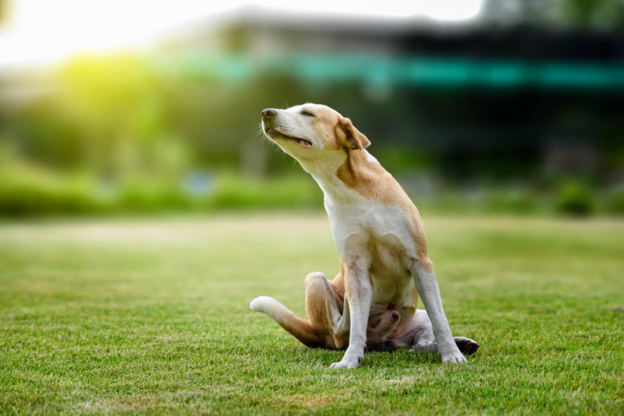 Tackling your dog or cat’s skin problems with nutrition and supplements