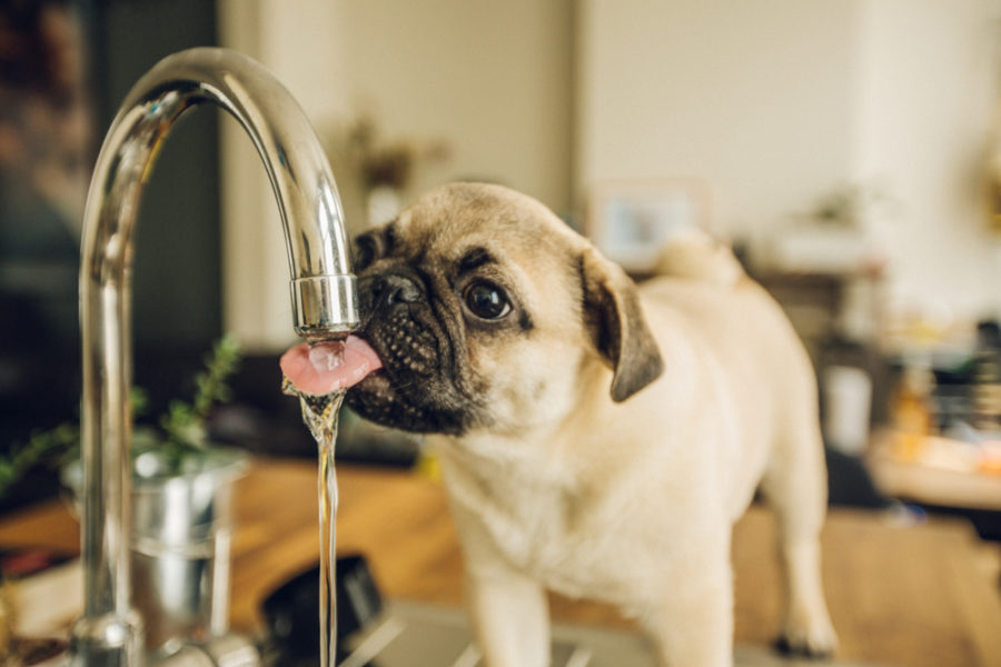 The basics of canine hydration: what dogs need and why