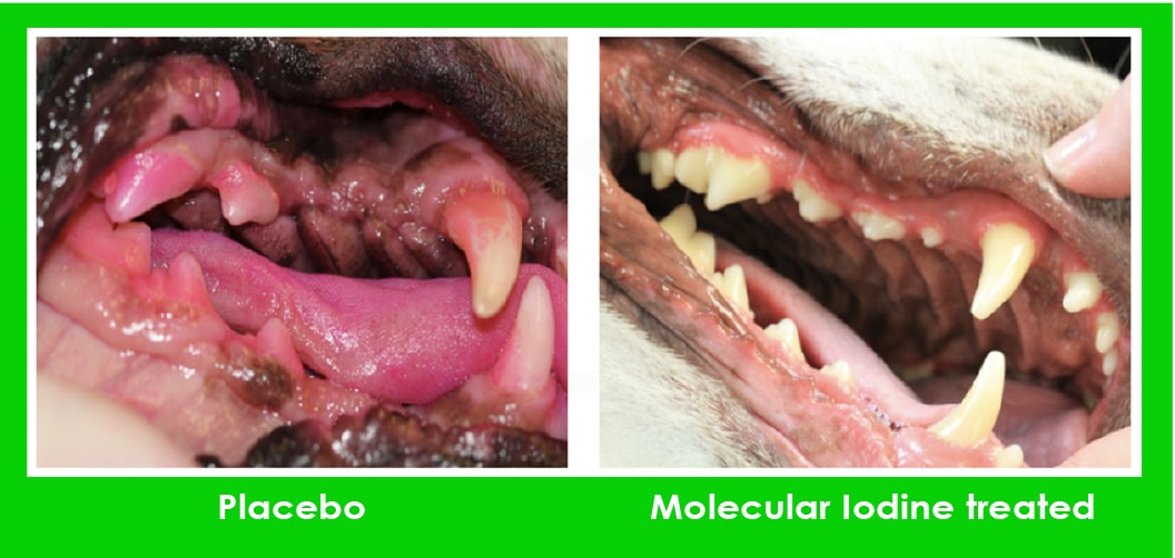 Discover the magic of Molecular Iodine | Animal Wellness Academy