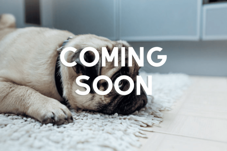 Does Your Dog Have Separation Anxiety? Animal Wellness Academy