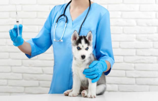Diagnostic imaging for dogs and cats