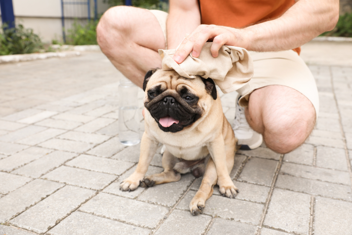 Dog in the heat with an owner protecting them from heat stroke symptoms in summer sun.