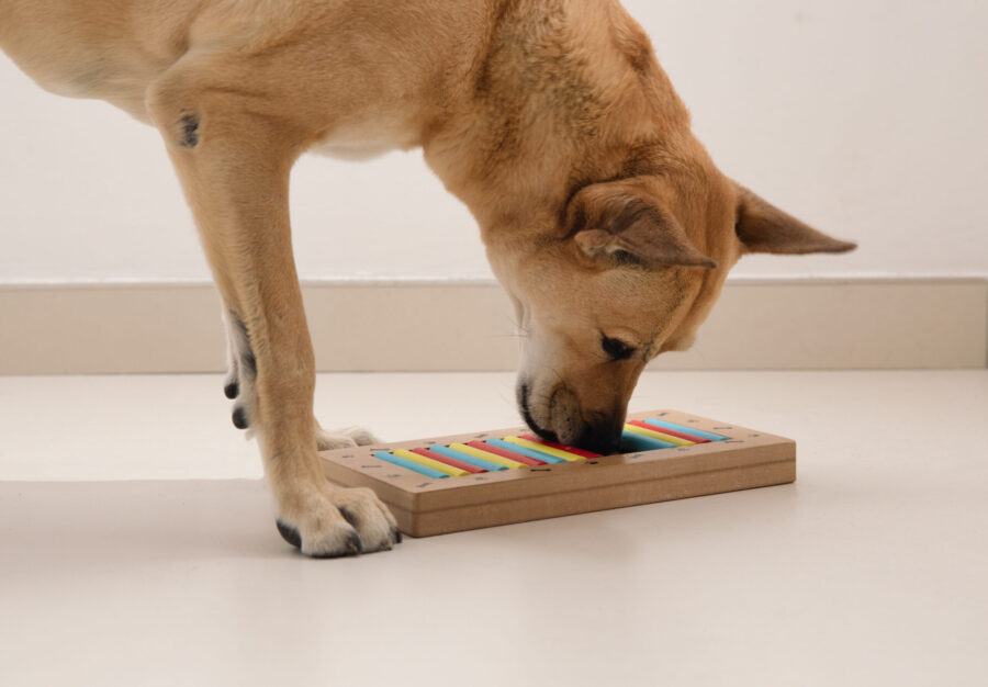 A dog solving a puzzle toy