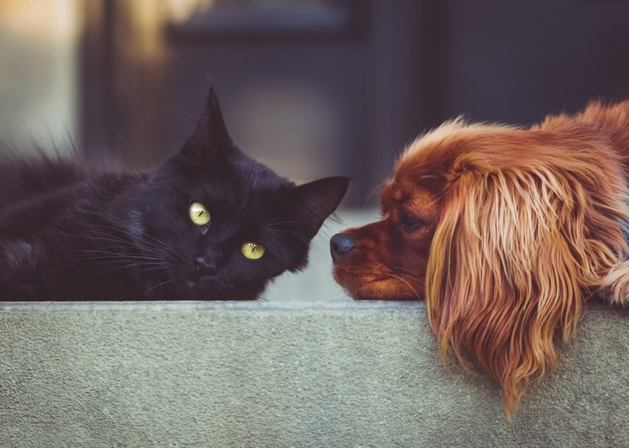 5 Ways to Help Arthritic Dogs and Cats