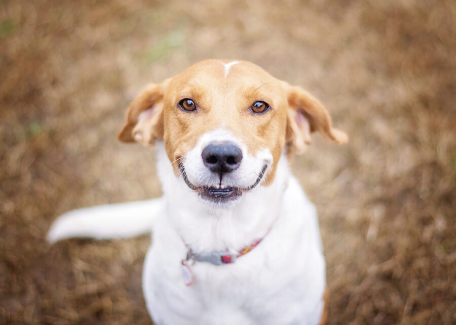 10 Steps to Success When Adopting a New Dog