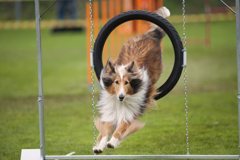 How to Keep the Geriatric Dog’s Brain and Body Fit with Exercise