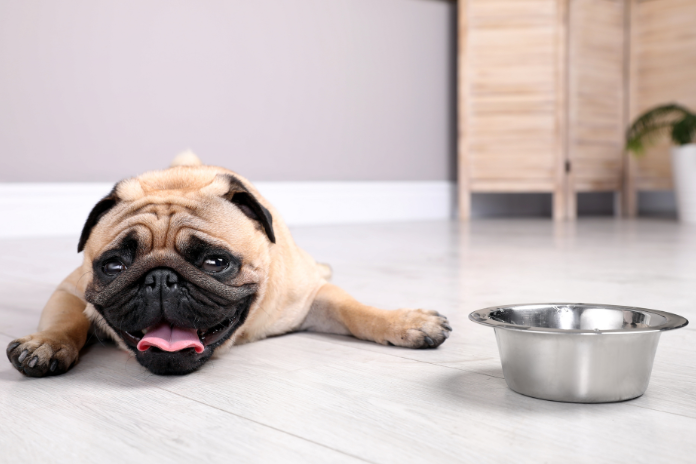 Top tip to prevent heatstroke in dogs