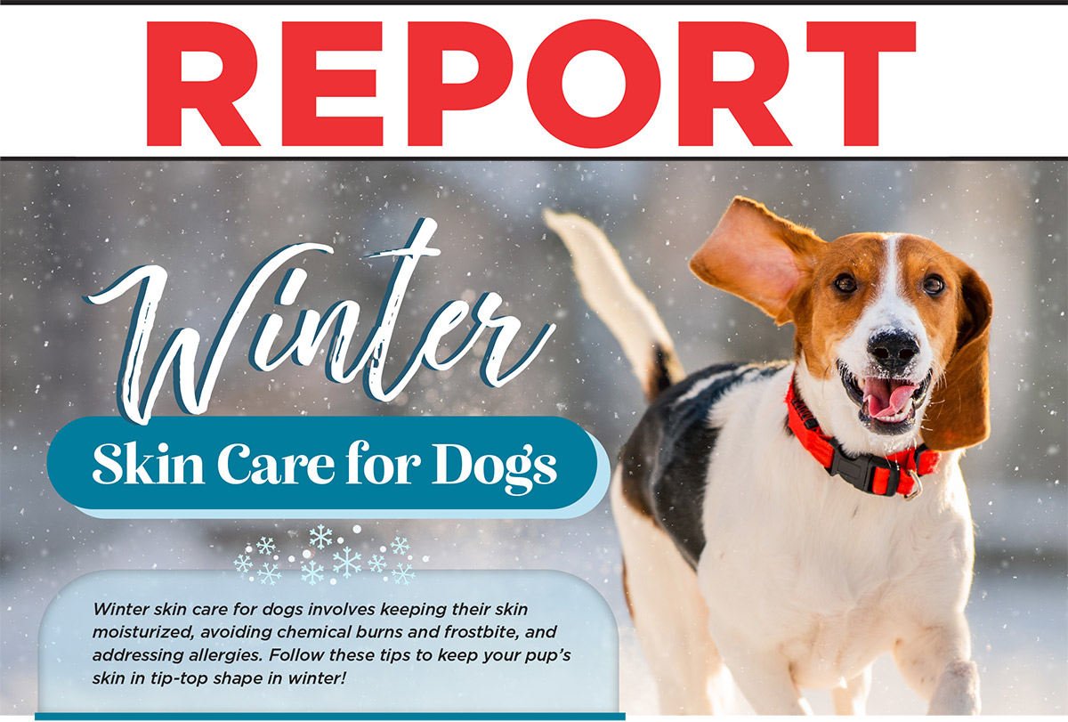 Winter Skin Care for Dogs