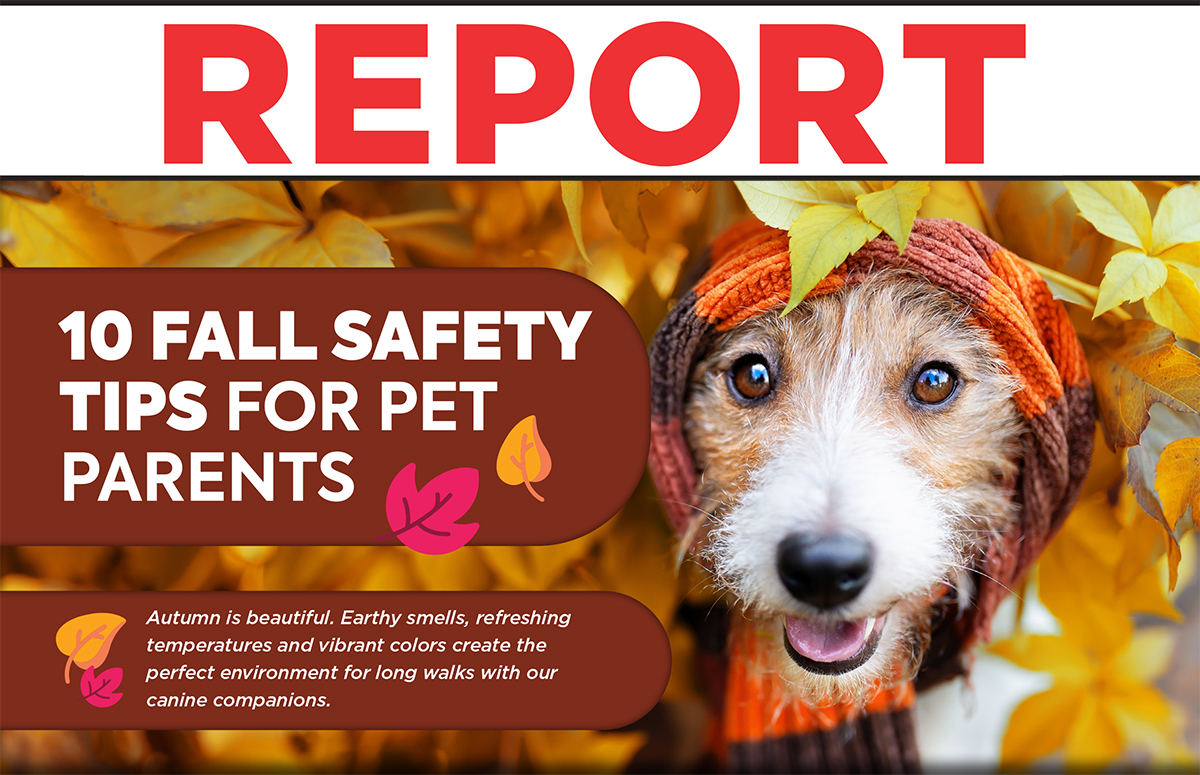 10 FALL SAFETY TIPS FOR PET PARENTS