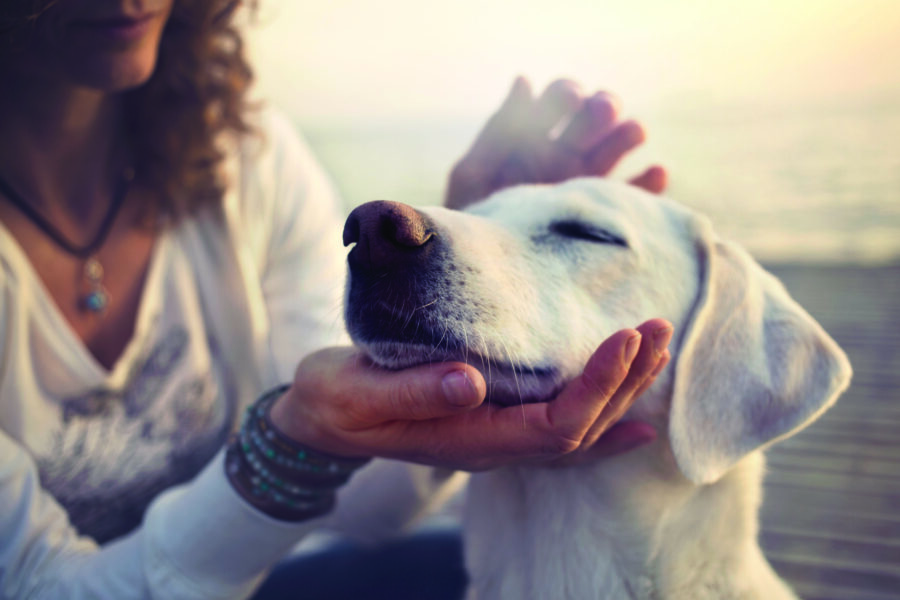 Understanding dog eye health