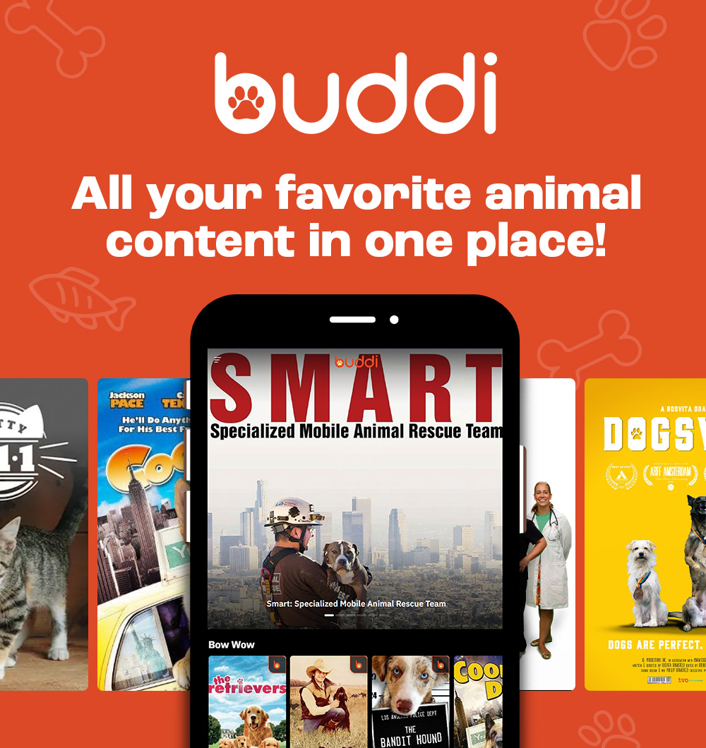 Pet-friendly streaming service Buddi is perfect for animal lovers