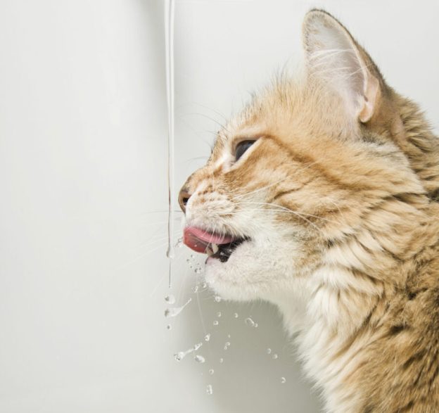 cat drinking water