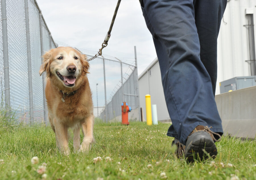 Inmates participating in a prison dog program, training and bonding with rescue dogs, highlighting the transformative power of human-animal connections.