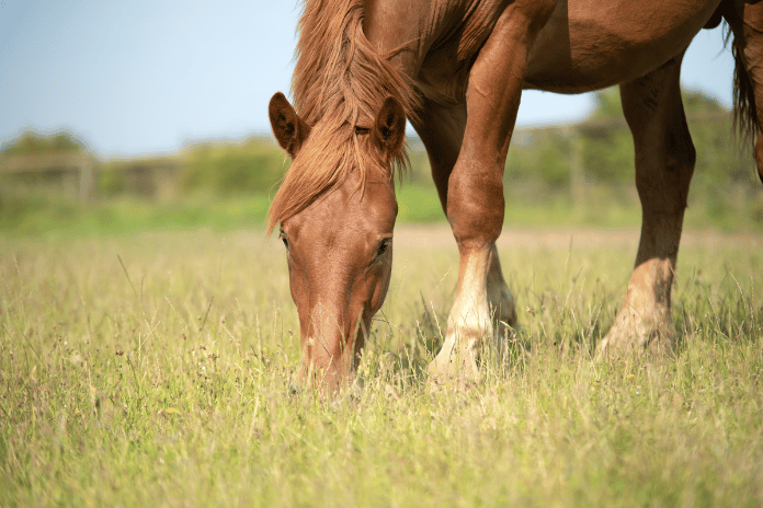 Diagnosing Food Sensitivities in Horses is key to their health