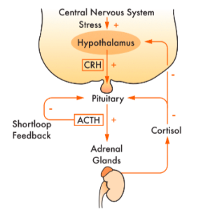 cushing's disease