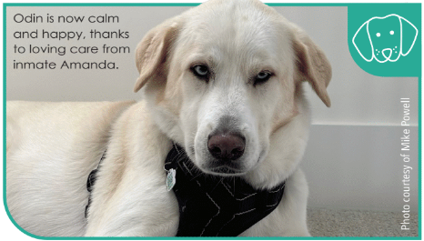 dog from the prison program happy 