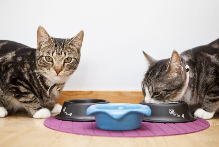 Probiotics and Prebiotics for Cat's Digestive Health