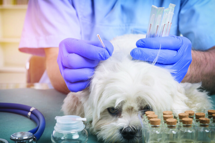 Dog receiving acupuncture for cranial cruciate ligament disease