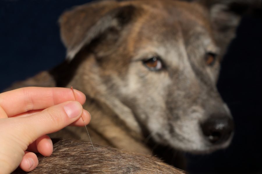 acupuncture for nervous system disorders in veterinary patients