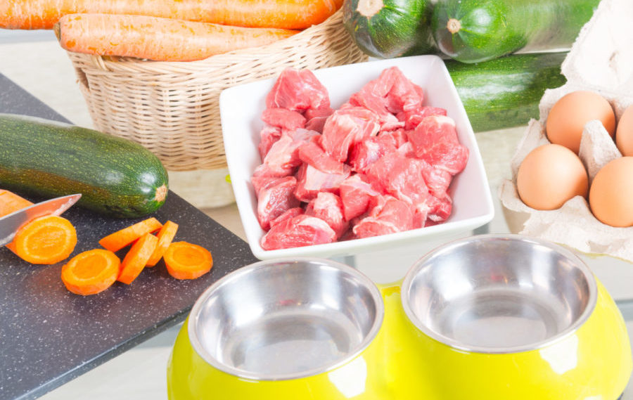 raw food diet for dogs with sensitive stomachs