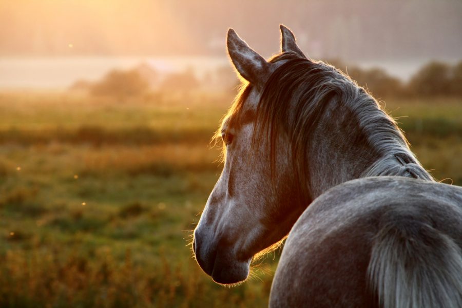 equine obesity